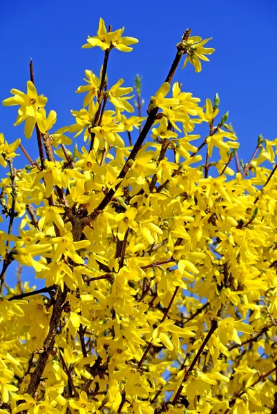 Fiore di forsizia — Foto Stock