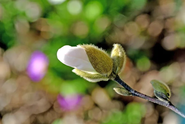 Magnolia buds shortly before blossom — Stock Photo, Image