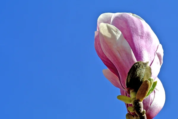 Magnolia buds shortly before blossom — Stock Photo, Image