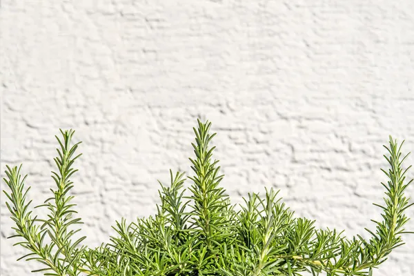 Rosemary — Stock Photo, Image