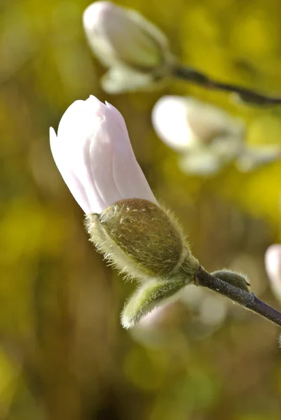 Magnolia blossom — Stock Photo, Image