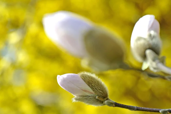 Magnolia blossom — Stock Photo, Image