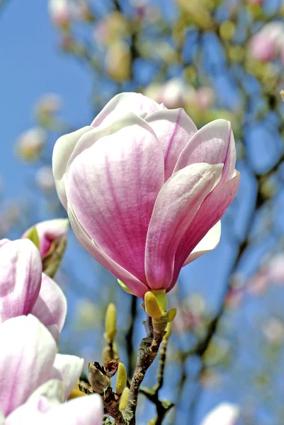 Magnolia blossom — Stock Photo, Image