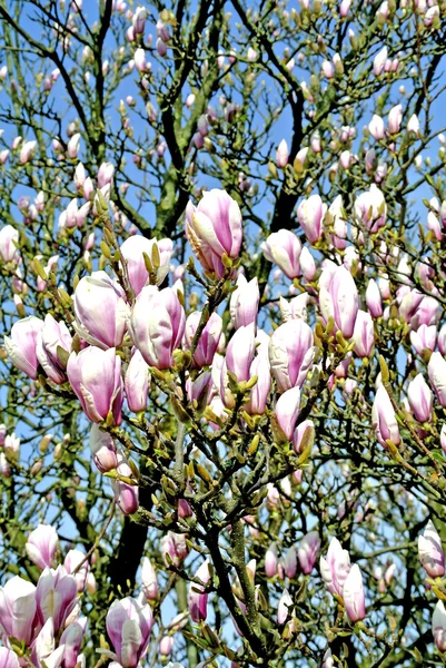 Fleur de Magnolia — Photo