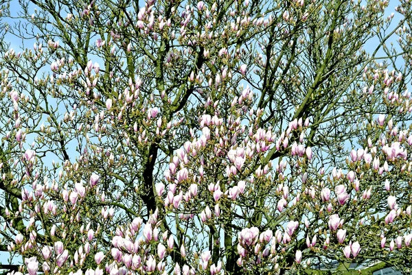 Fiore di magnetolia — Foto Stock