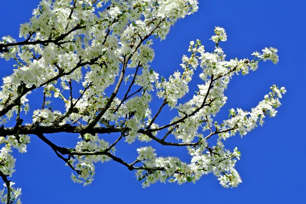 Fioritura di un albero di pera — Foto Stock