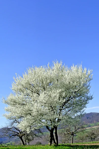 Kwiat drzewa gruszy — Zdjęcie stockowe