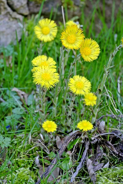 Coughwort, medicinalväxt — Stockfoto