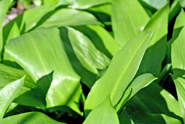 Wild garlic in a German forest — Stock Photo, Image