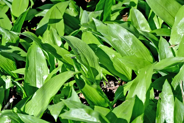 Alho selvagem em uma floresta alemã — Fotografia de Stock