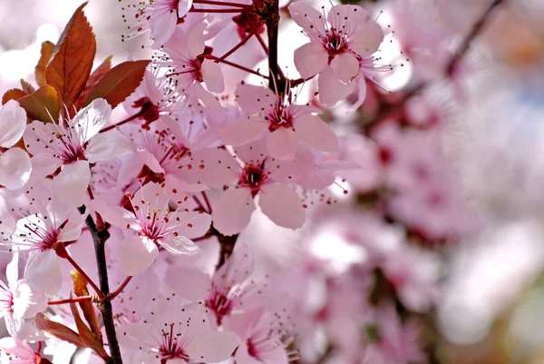 Cherry blossom — Stock Photo, Image