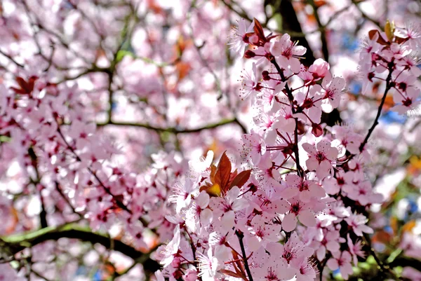 Cherry blossom — Stock Photo, Image