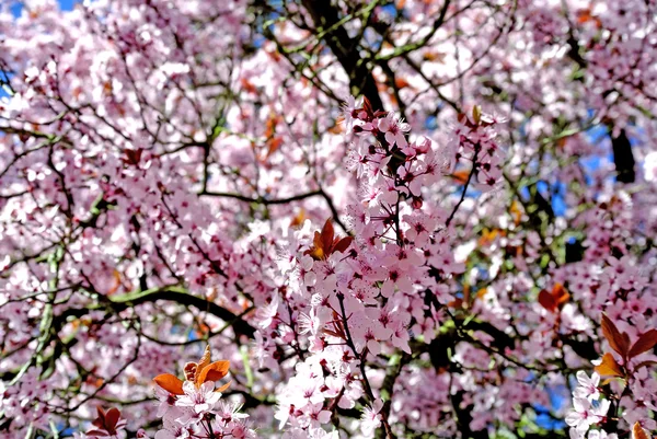 Cherry blossom — Stock Photo, Image