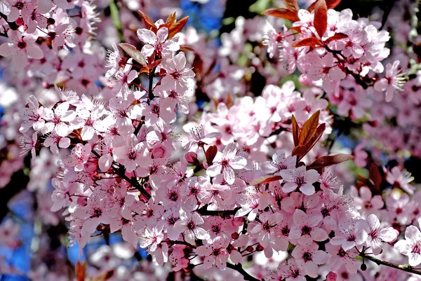 Cherry blossom — Stock Photo, Image