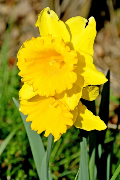 Daffodil — Zdjęcie stockowe