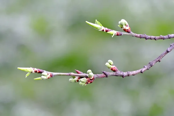 Knoppar av ett träd på våren — Stockfoto