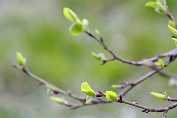 Gemme di un albero in primavera — Foto Stock
