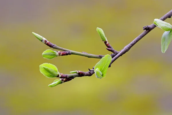 一棵树在春天的花蕾 — 图库照片