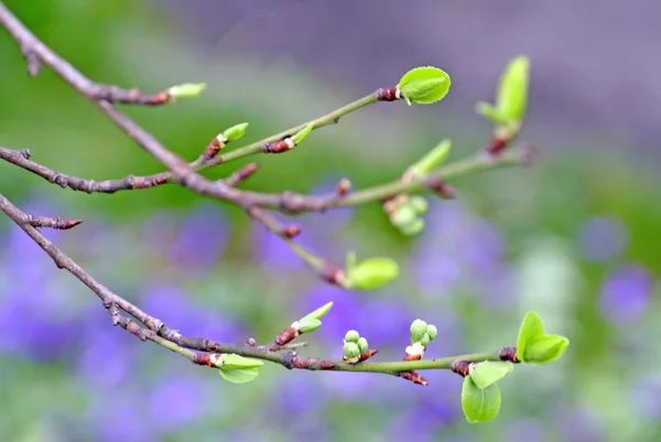 Botões de uma árvore em primavera — Fotografia de Stock