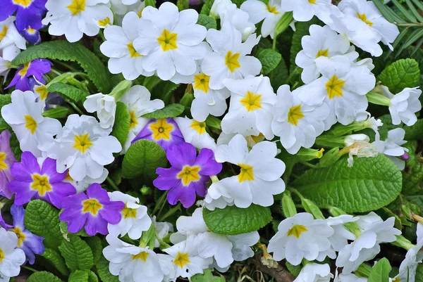 Prímulas em um jardim — Fotografia de Stock