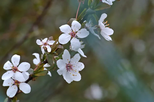 Blackthorn blossom in spring — Stock Photo, Image
