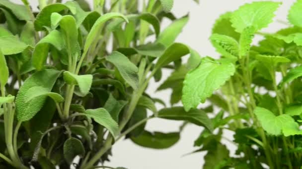 Herbes d'Italie, sauge, baume, thym, majoram 