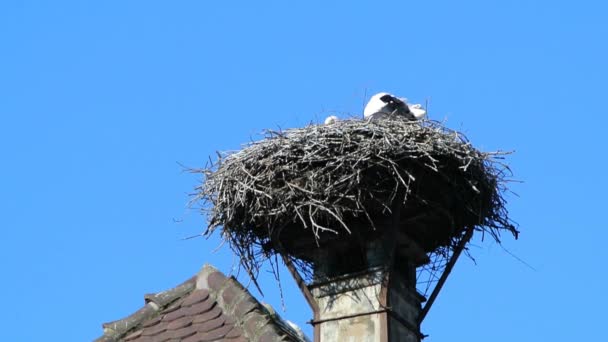 Ooievaars in een nest op een schoorsteen — Stockvideo