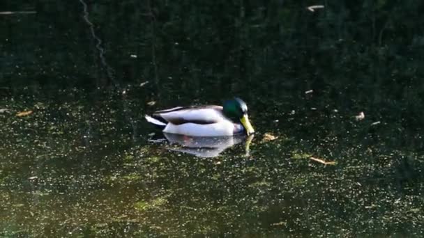 Pato. — Vídeos de Stock