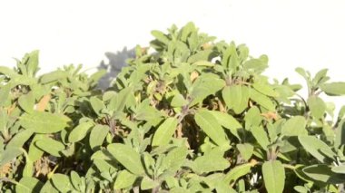 Sage, Salvia memurları, kamera sürücüsü ile.
