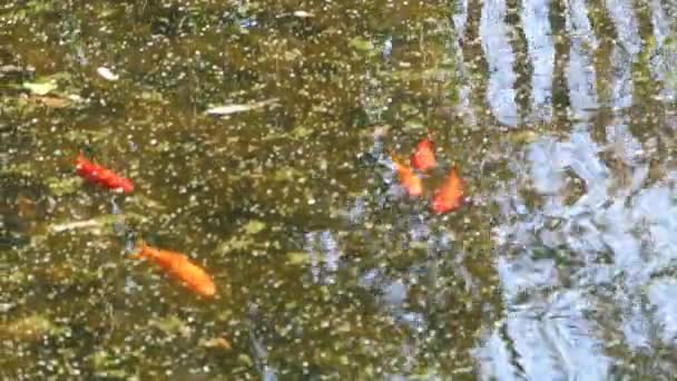 Übersprungene Goldfische in einem deutschen See — Stockvideo