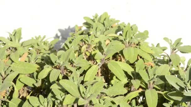 Sage, Salvia officinalis, s kamerovým pohonem — Stock video