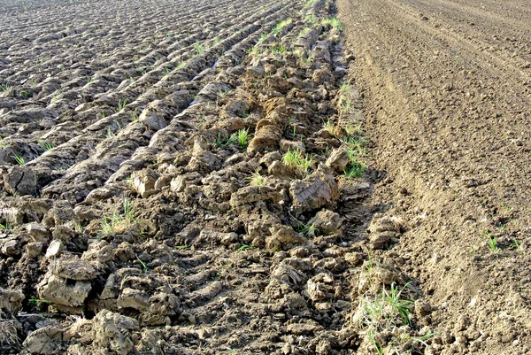 Acre prepared for sowing — Stock Photo, Image