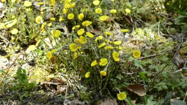 Coltsfoot, φαρμακευτικό φυτό — Αρχείο Βίντεο