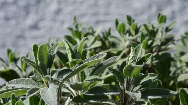 Sábio, planta medicinal — Vídeo de Stock