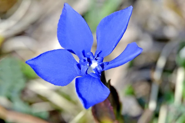 Spring gentian in Germany — Stock Photo, Image