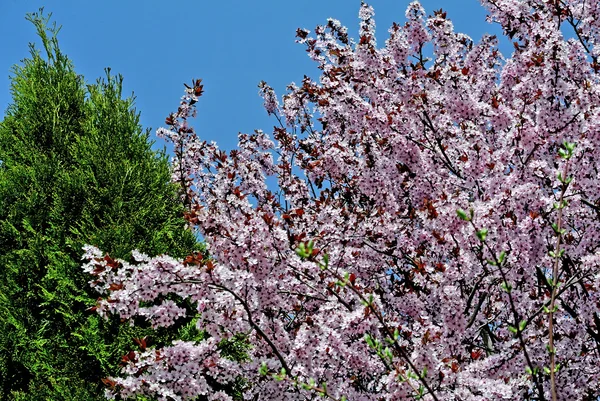 日本の桜 — ストック写真