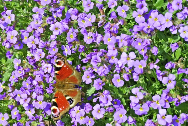 Aubrieta とクジャクチョウ — ストック写真