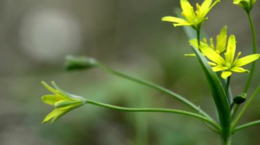 bethlehem yıldızı