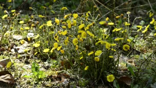 Coltsfoot, planta medicinal — Vídeo de Stock