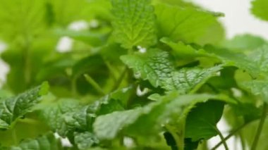 melisa, şifalı bitki