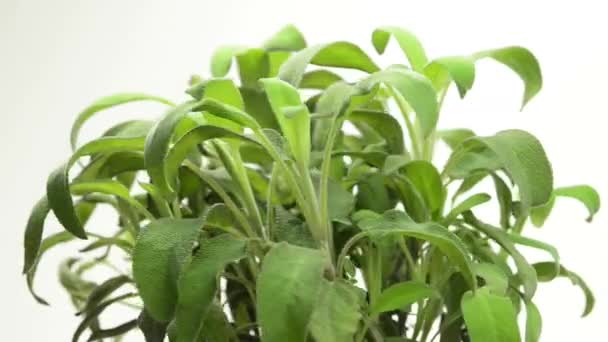 Sauge, plante médicinale 