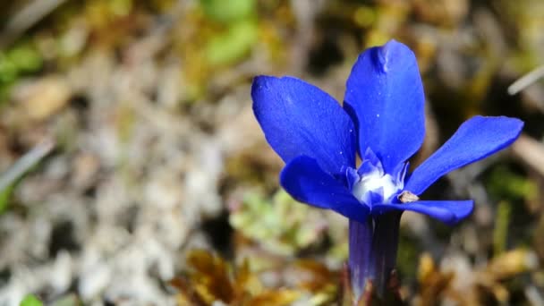 Genciana de primavera en Alemania — Vídeos de Stock