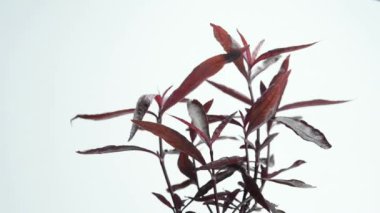 sesil joyweed