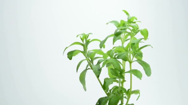 Stevia rebaudiana o apoio herbal — Vídeo de Stock