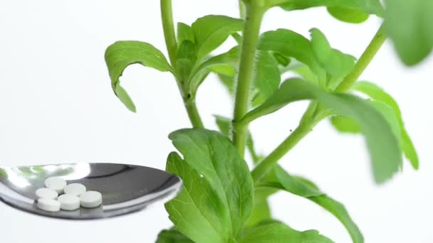 Stevia rebaudiana — Video Stock