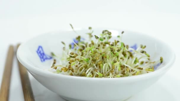 Brotes de alfalfa en un plato giratorio — Vídeo de stock