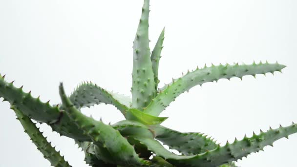 Cap Aloe — Stockvideo