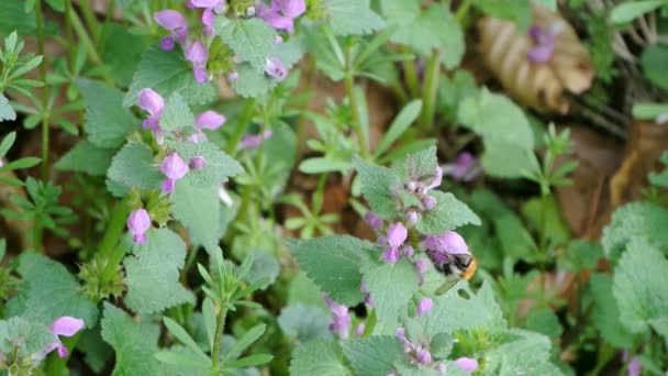 Buff-tailed hommel verzamelen van nectar — 비디오