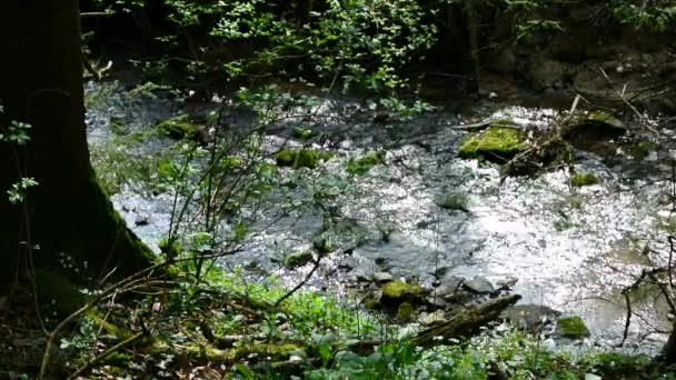 Ruisseau dans une forêt allemande 