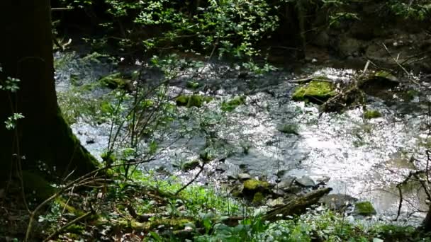 Creek en un bosque alemán — Vídeo de stock